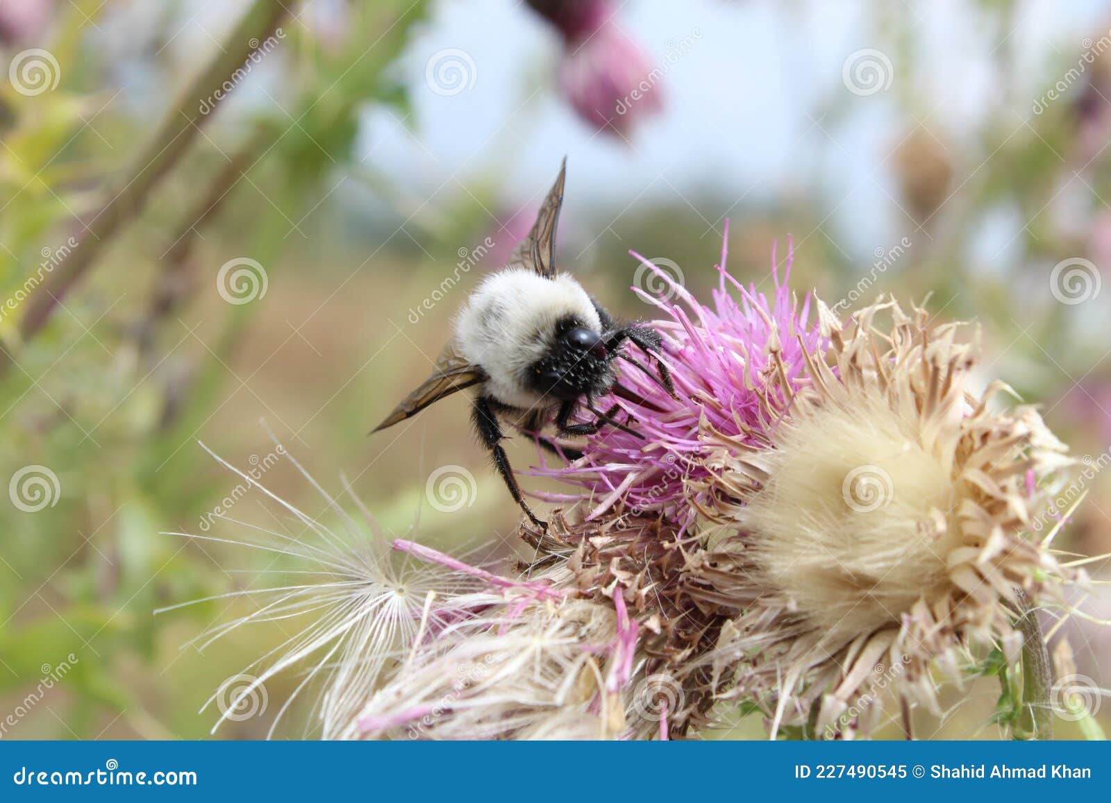 red tailed bumble bee sucking nectar bumblebee very common emerging early spring feeding flowers right 227490545